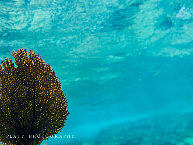 Engagement Portraits in the Gulf of Mexico, of the coast of Key West, Florida by Jared Platt, Platt Photography.