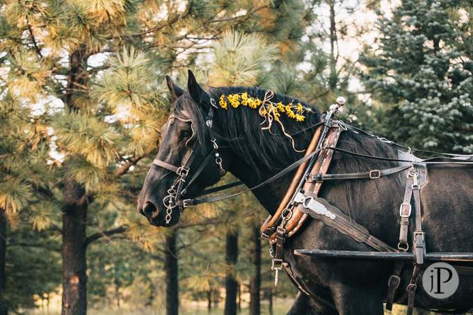 Wedding photography at the Hidden Meadow Ranch in Greer Arizona (4)