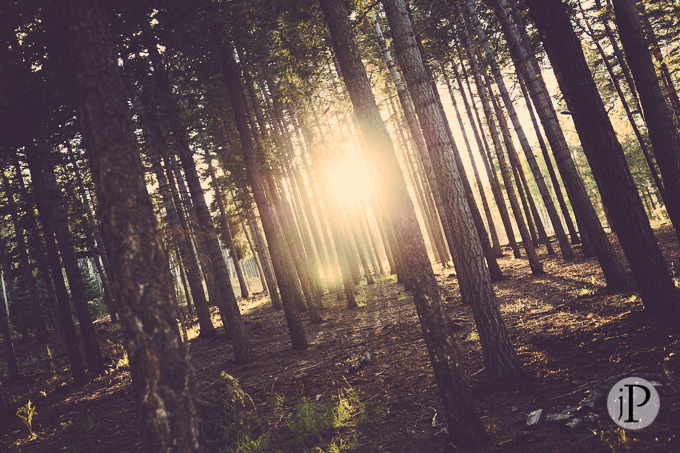 Wedding photography at the Hidden Meadow Ranch in Greer Arizona (6)